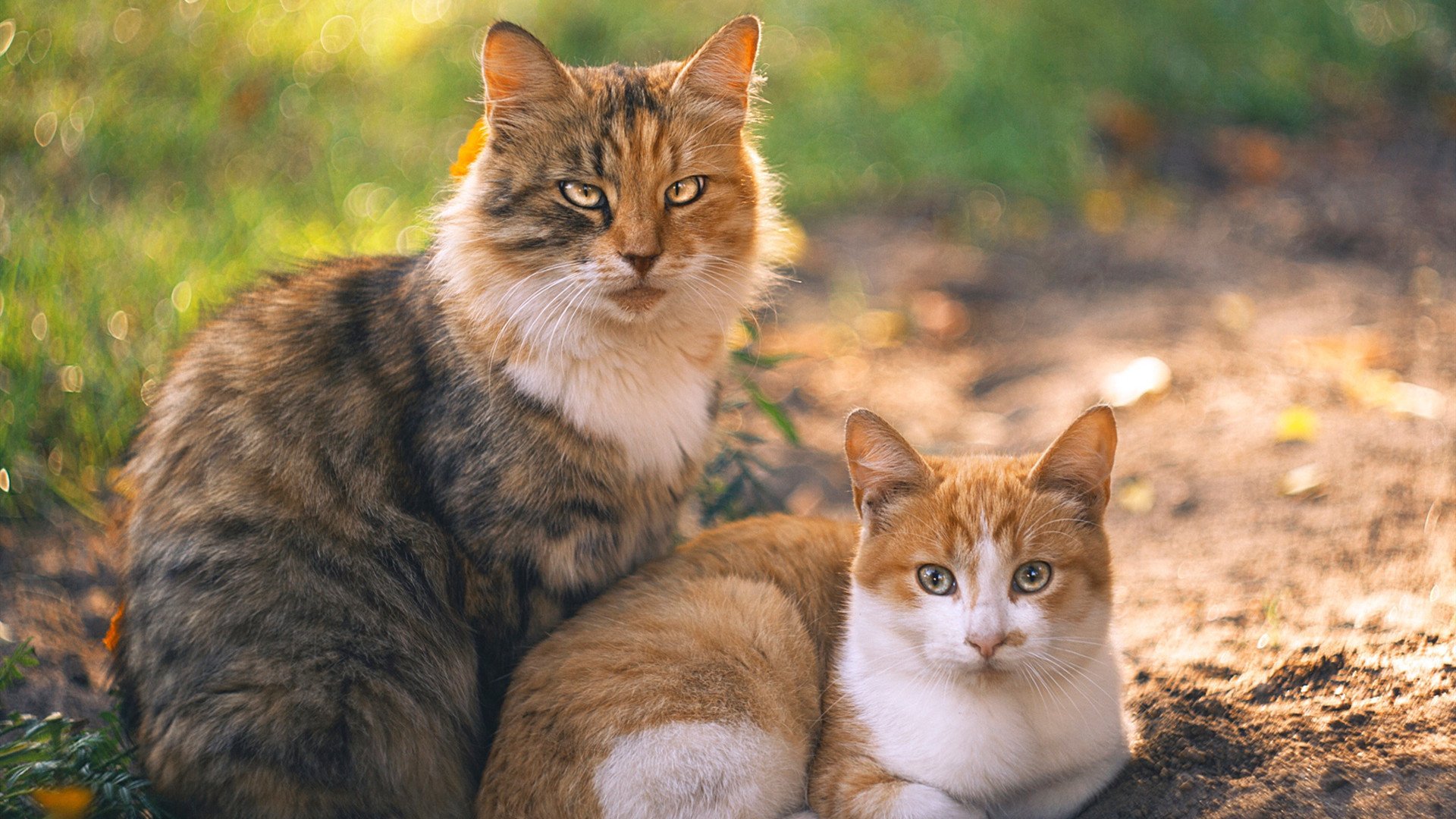 钢铁丛林，王权旁落，当欧文的独舞撕裂国王防线