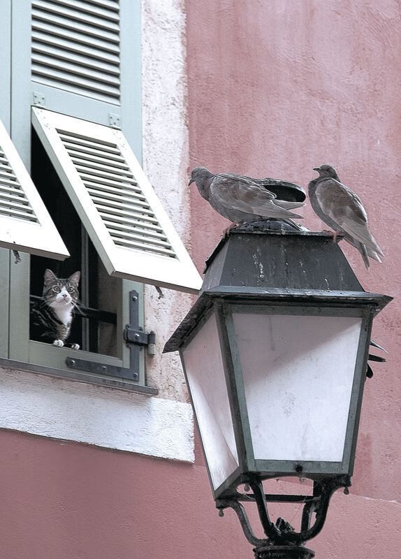 冰与火的淬炼,当加拿大打穿日本防线,劳塔罗化身破晓关键先生