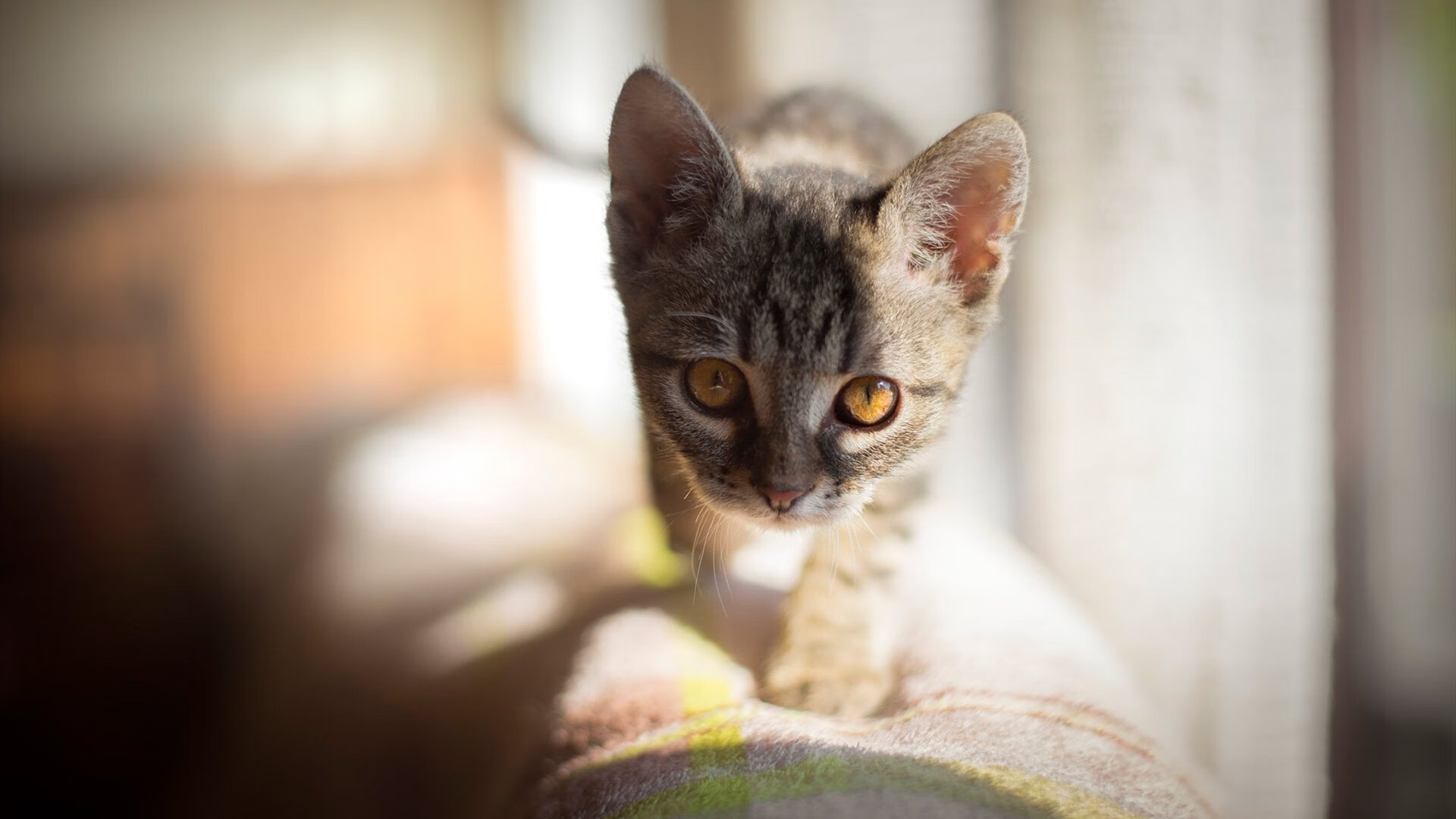 当沙漠风暴遇上桑巴舞，新星贝林厄姆如何让最强巴西黯然失色