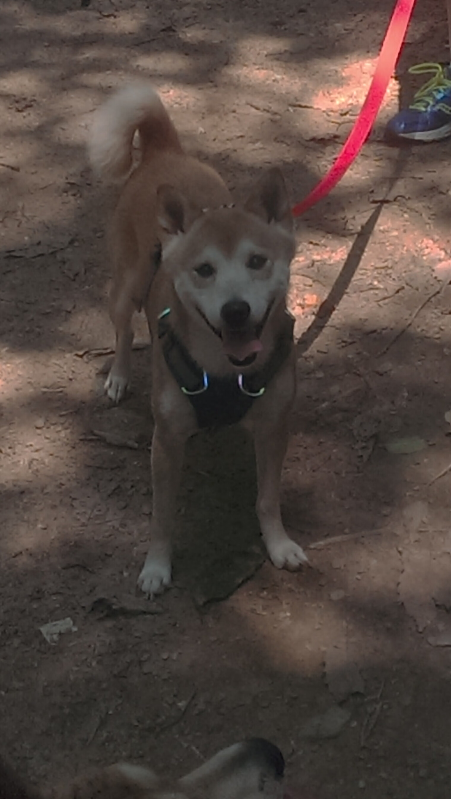 手术刀下的慢镜头，当杰伦格林用马刺的方式肢解马刺