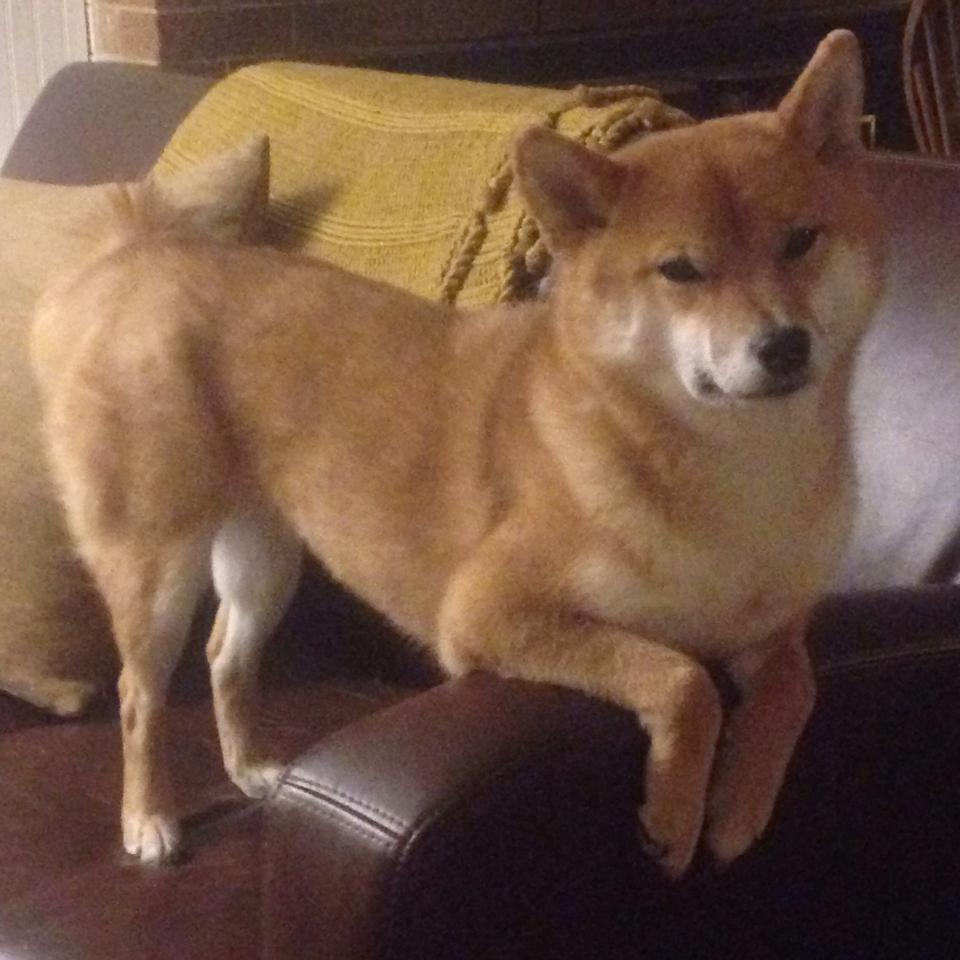 跨界巅峰战,文班亚马雷霆万钧斩浙江,NBA总决赛新王诞生