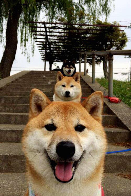 艺术与战争的交响，瑞士对阵秘鲁，三笘薰表现堪称教科书