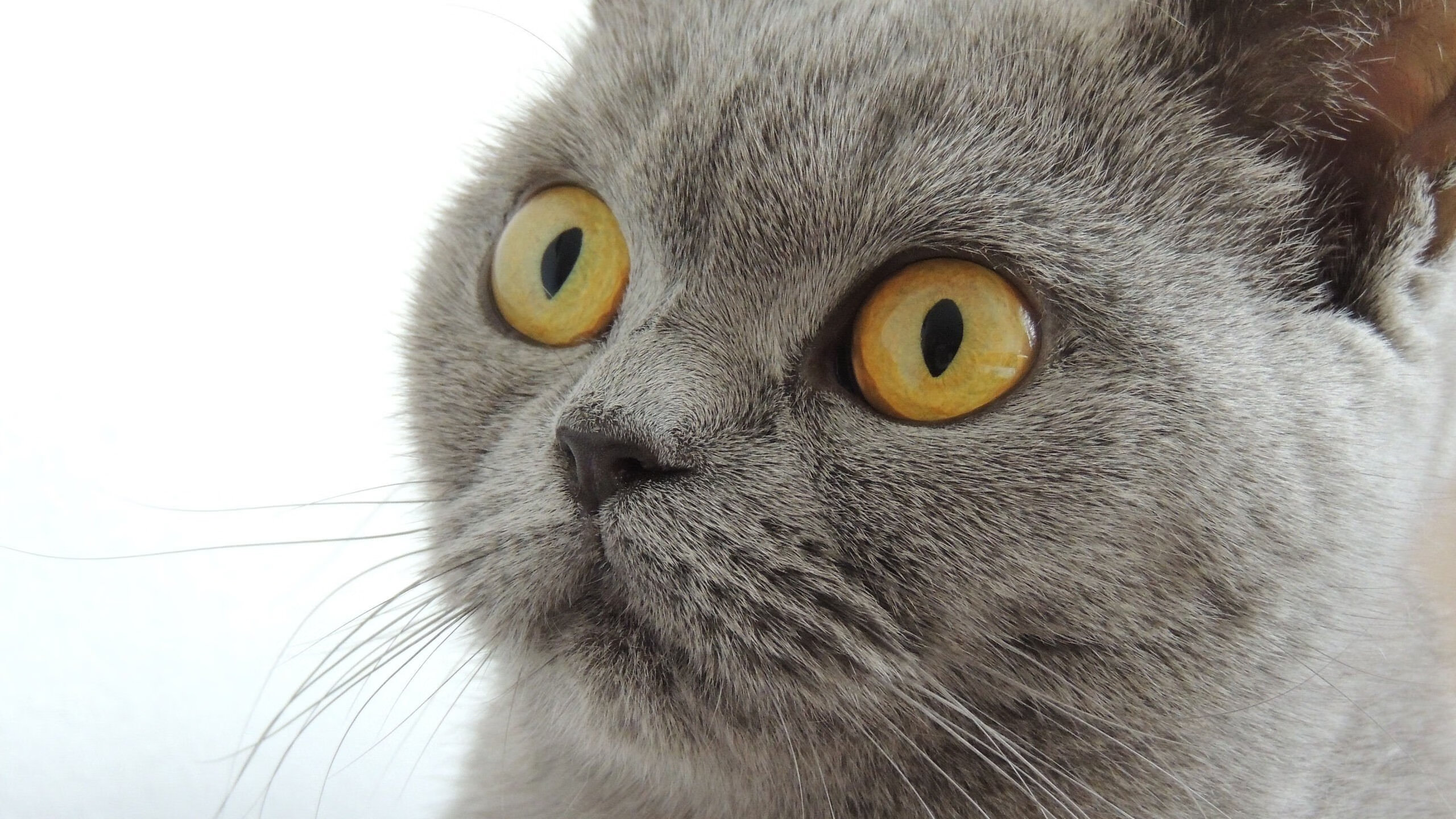 后生可畏与老辣依旧，文班亚马的攻防统治与热火单节哲学