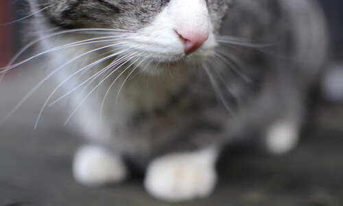 蓝领绞肉机与白袍将军，当猛龙铁血防守遇见文班亚马的错位神迹