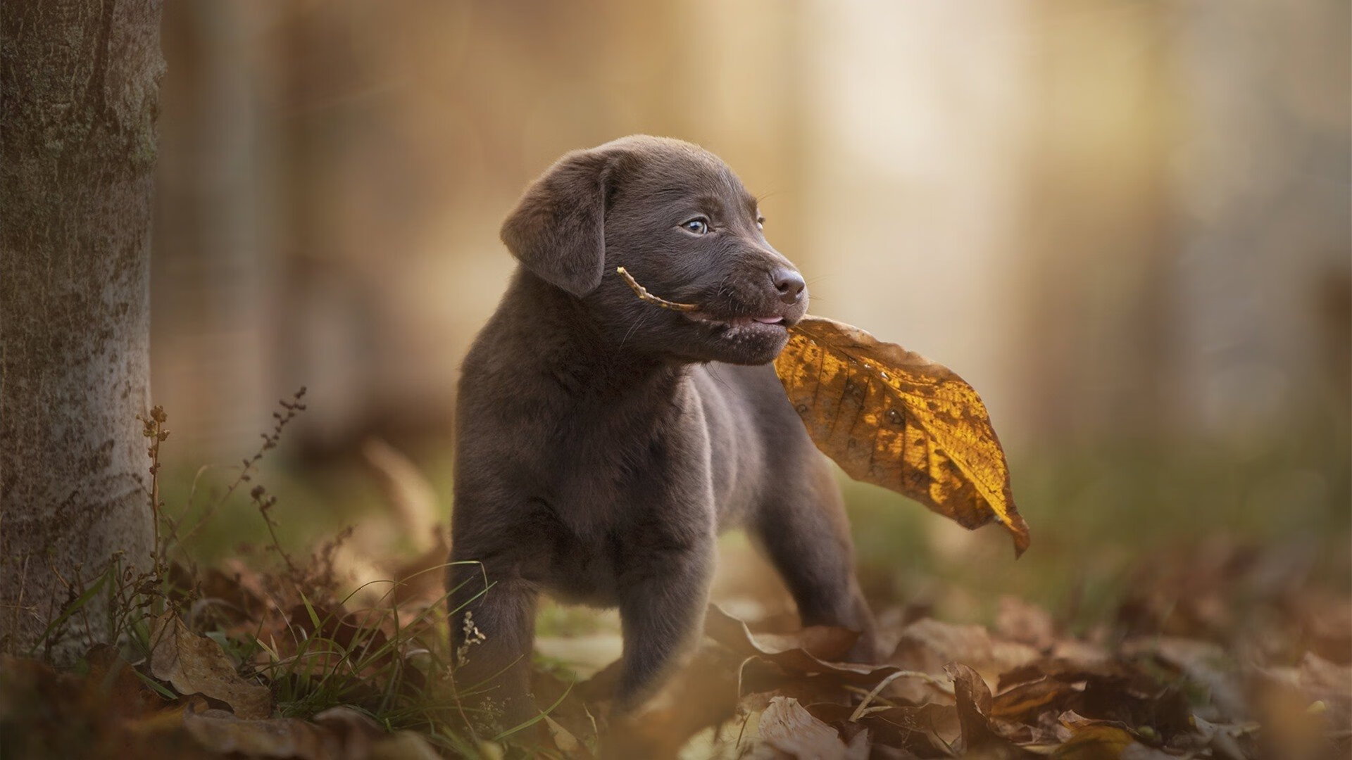 摩洛哥赛道上的加时绝杀,F1年度争冠战如何演绎利物浦式坚韧
