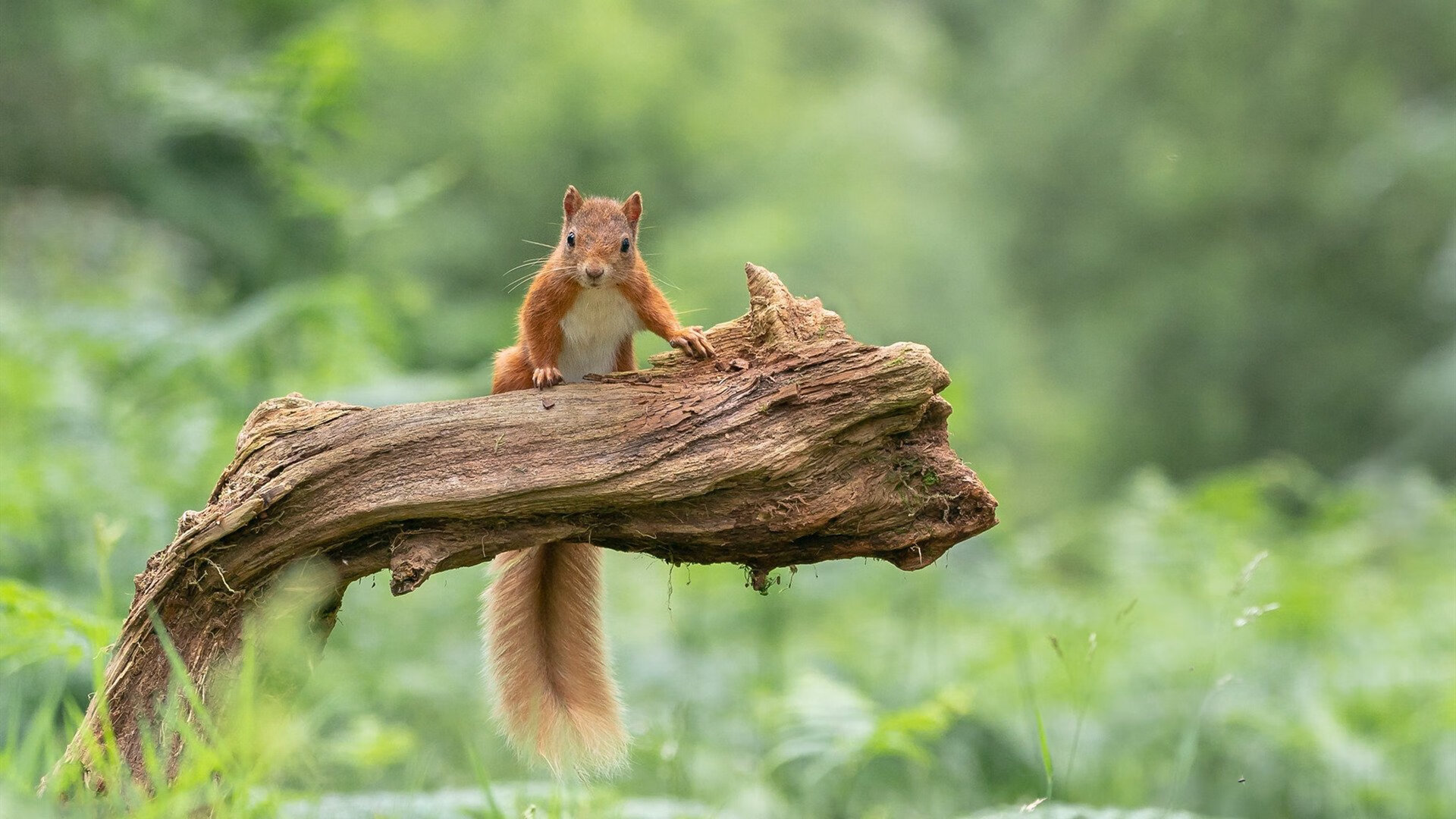 金字塔的沙与诺坎普的星,足球世界里偶然与必然的双重奏