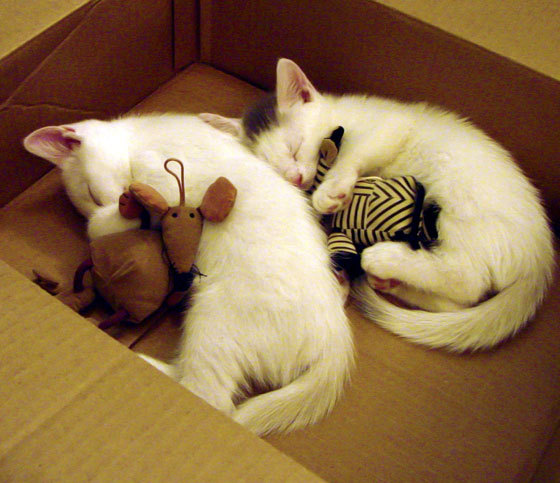 惊魂六分钟,克莱如何用三次出手让太阳提前落入黑暗