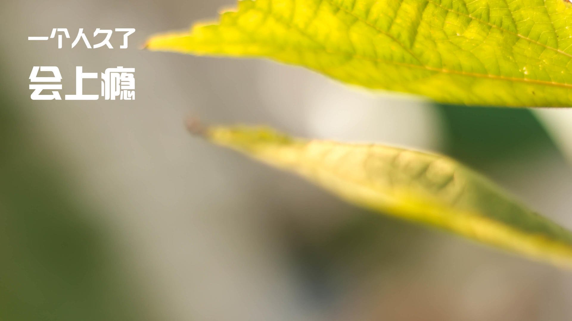 跨洋对决,独行侠力克辽宁,布伦森42分诠释巨星本色