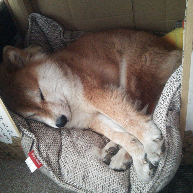 铁血与智慧，从贝蒂斯到伊斯坦布尔，葡萄牙精神的绿茵传承